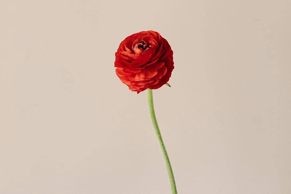 Pexels.com/Karolina Kaboompics