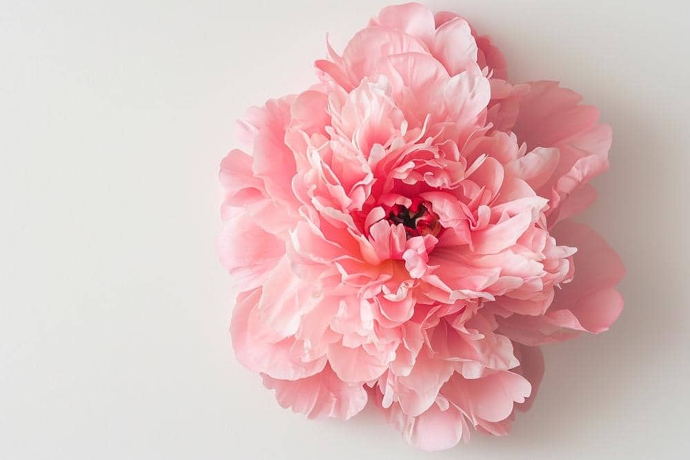 Freepik.com/frimufilms