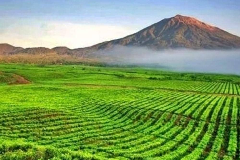 Instagram.com/perkebunantehkayuaro