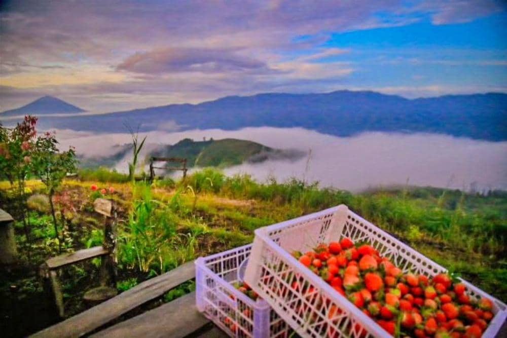 Instagram.com/strawberrykerinci