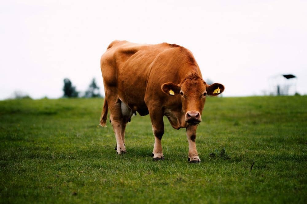 unsplash.com/Adrian Infernus