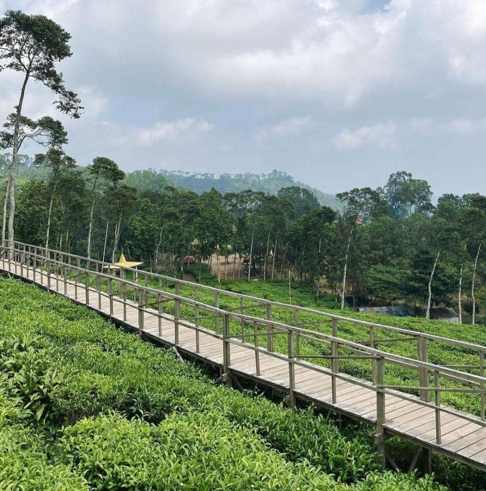 Kebun Teh Jamus (instagram.com/danisauruus)