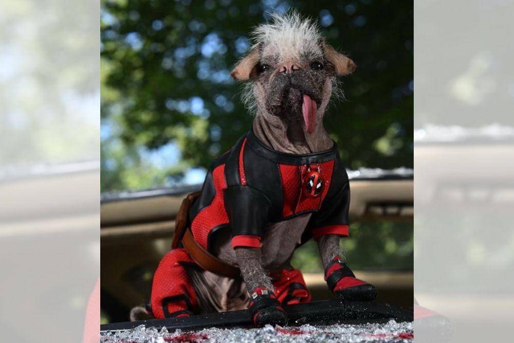 Instagram.com/dogpool