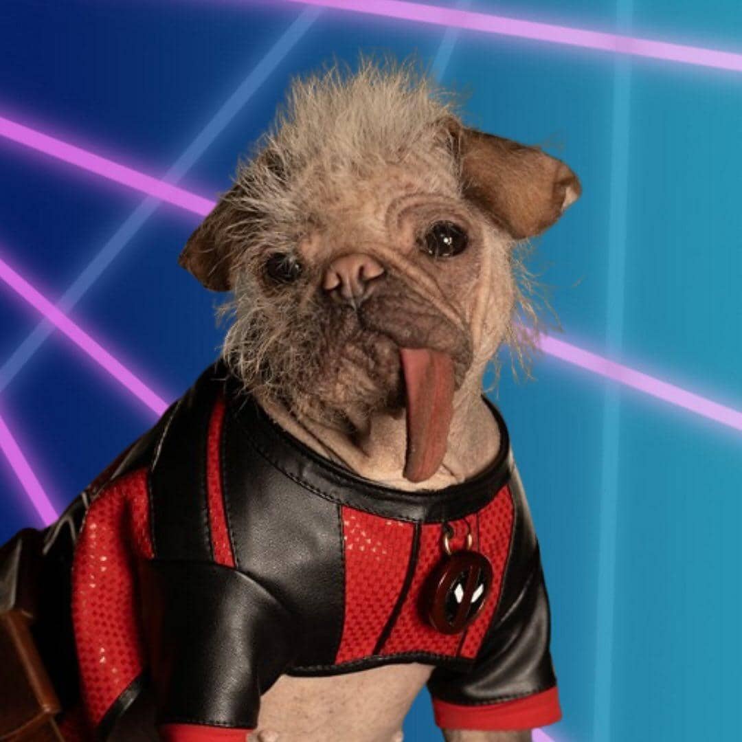 Instagram.com/Dogpool