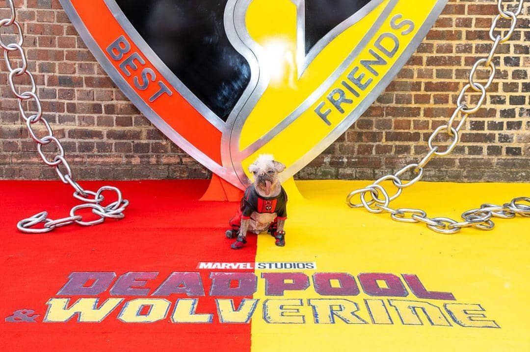 Instagram.com/dogpool