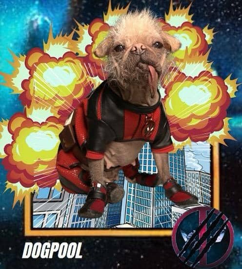 Potret dan Fakta Dogpool | Popbela.com