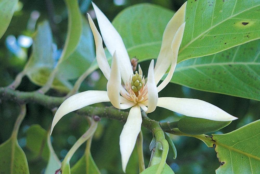 pacifichorticulture.org