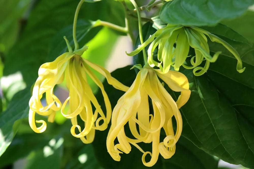 parfumerienasreen.com