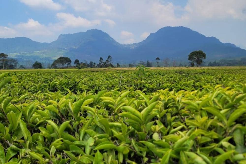 google.com/maps/Robert van Domburg Scipio