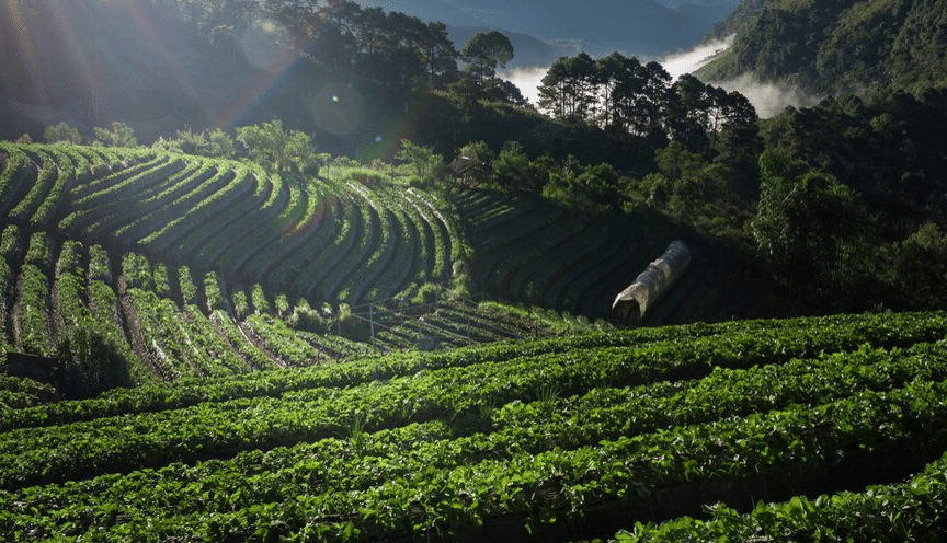 Ilustrasi Kebun Teh Jamus ( Freepik.com/Jcomp )