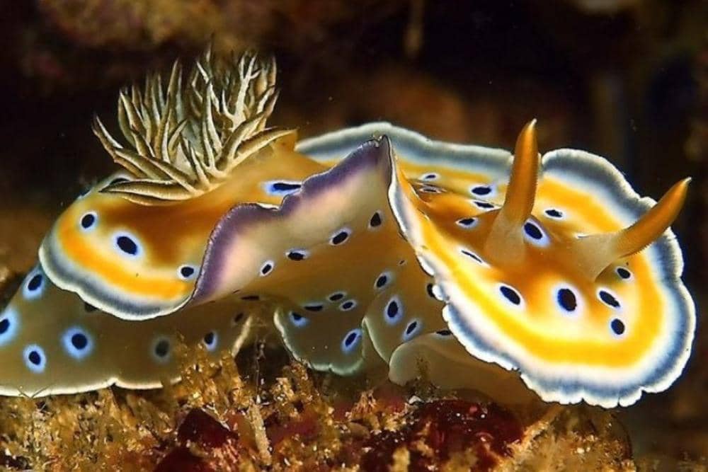 Instagram.com / ralf_velzen