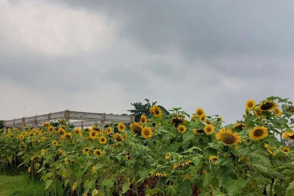 instagram.com/poetoeksoeko