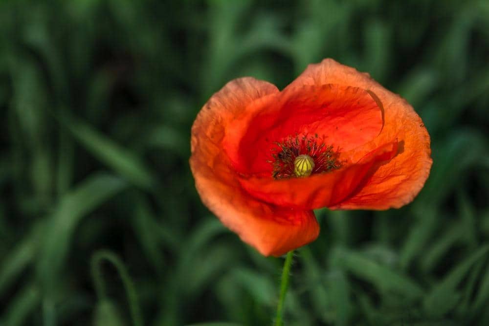 Unsplash.com/Klemen Vrankar