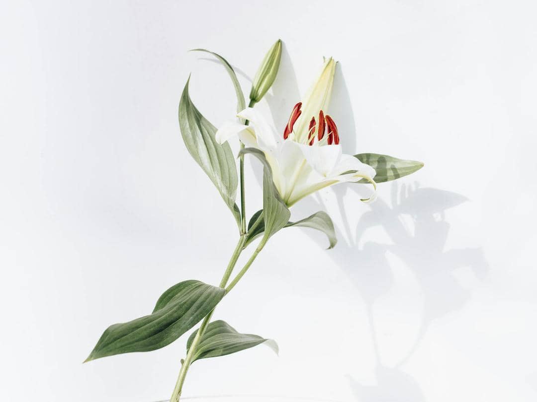 Pexels.com/Evie Shaffer