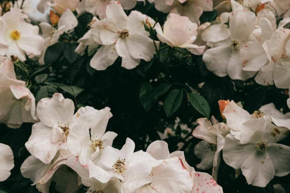 pexels.com/Mati Mango