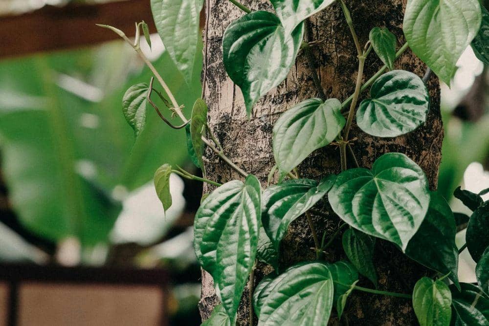 pexels.com/Pew Nguyen