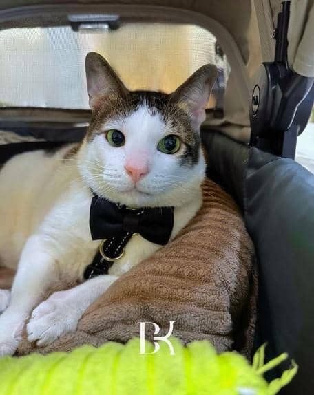 instagram.com/BobbyKertanegara