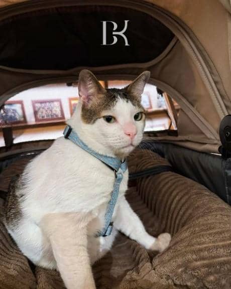 instagram.com/BobbyKertanegara