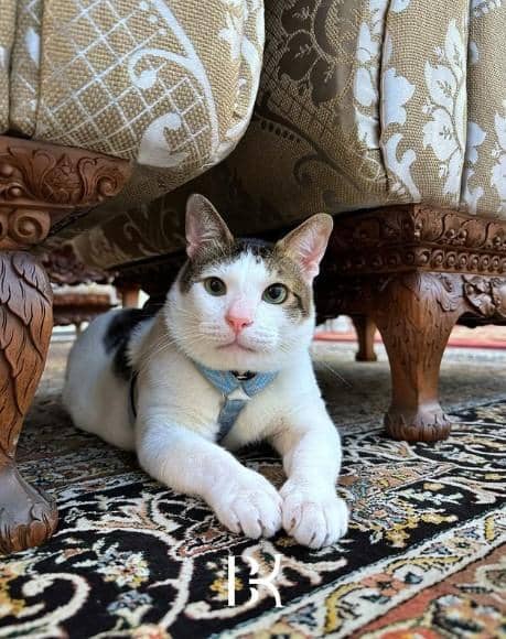 instagram.com/BobbyKertanegara