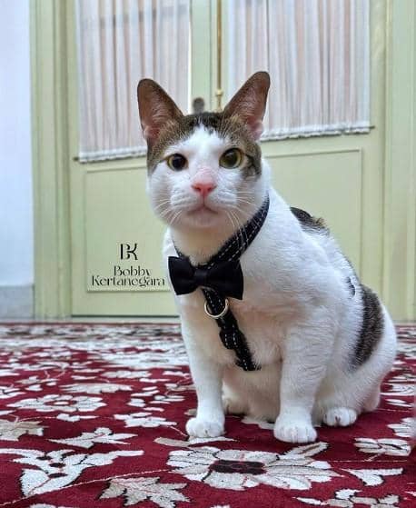 instagram.com/BobbyKertanegara