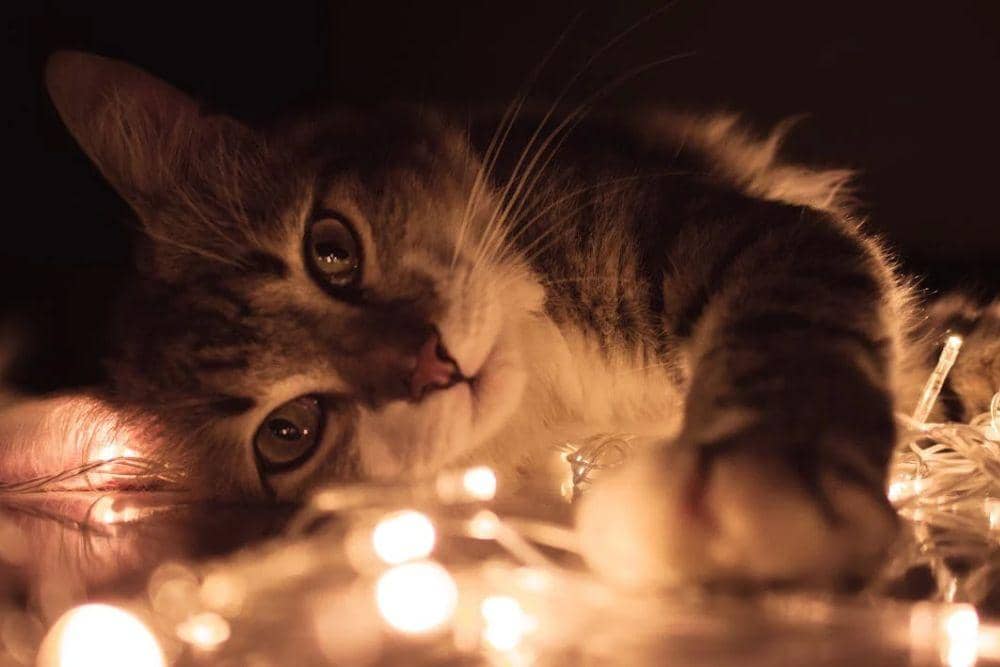 pexels.com/Marcus Pinho