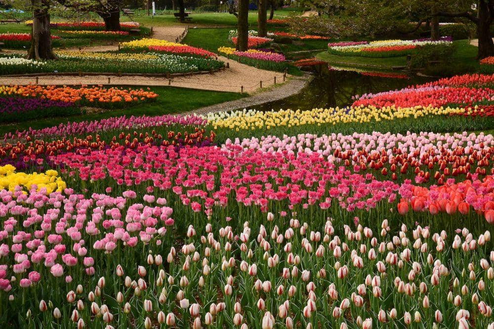 timeout.com/Photo: Showa Kinen Park