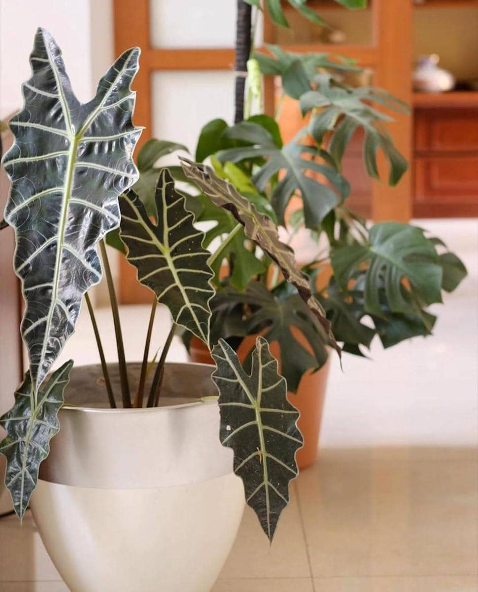 instagram.com/teacups_meow