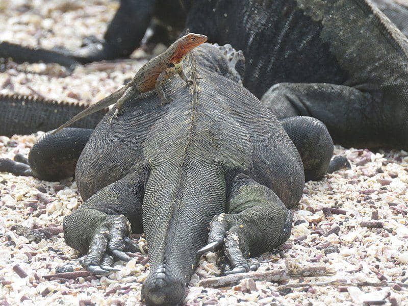 potret kadal lava galapagos yang sedang berjemur di atas seekor iguana laut (commons.wikimedia.org/juan_carlos_caicedo_hdz)