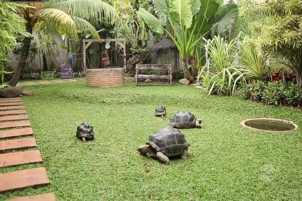 YouTube.com / D'Hakims