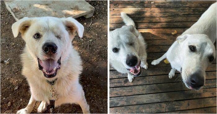 boredpanda.com/ austinpetsalive