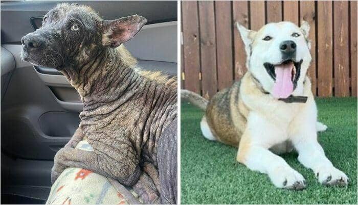 boredpanda.com/ Todd Whiteaker