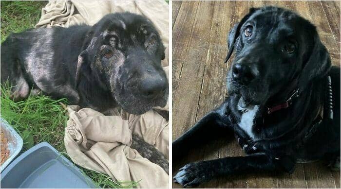 boredpanda.com/ Stray Rescue of St. Louis