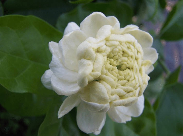 ilustrasi jasmine sambac