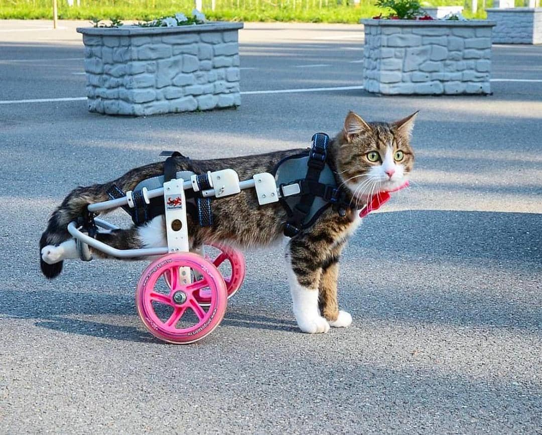 instagram.com/rexiecat