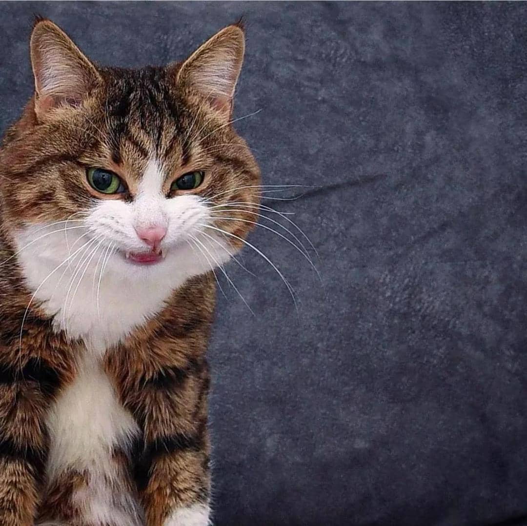 instagram.com/rexiecat