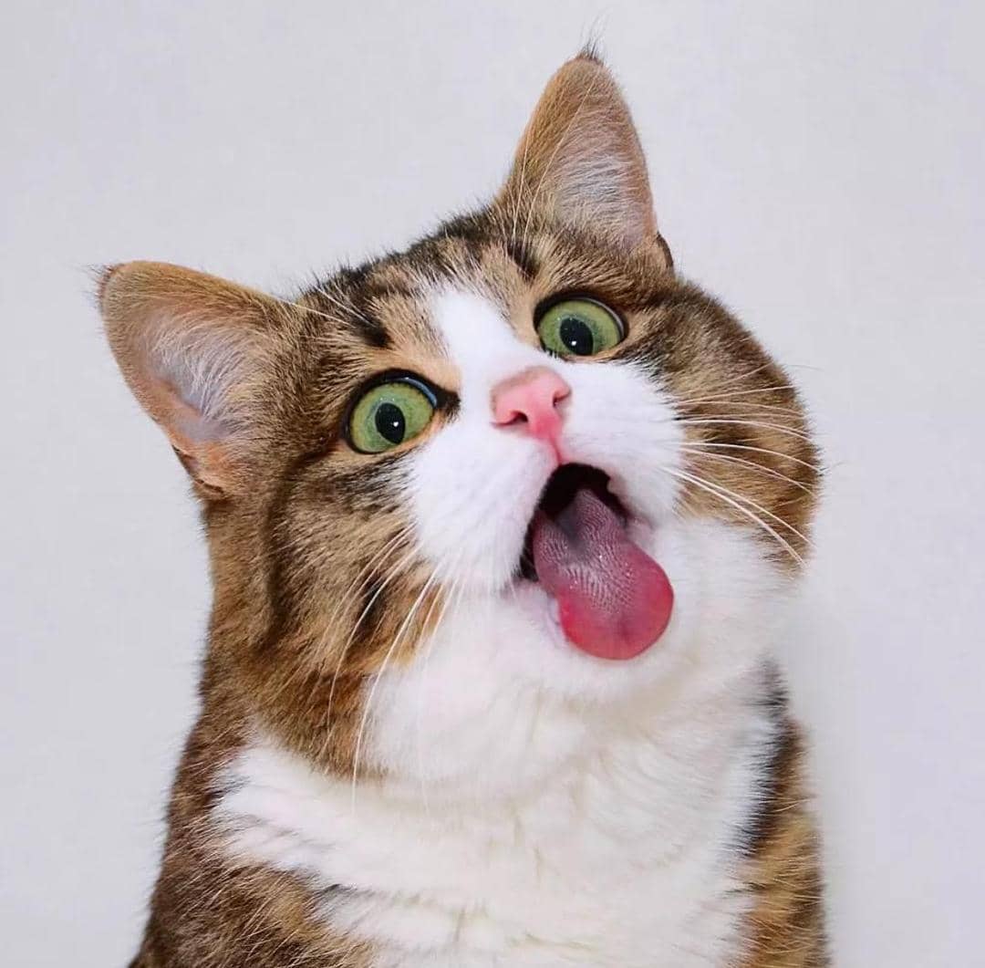 instagram.com/rexiecat