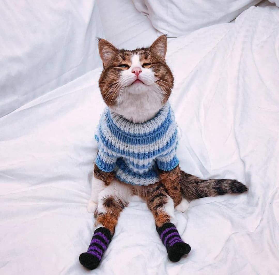 instagram.com/rexiecat