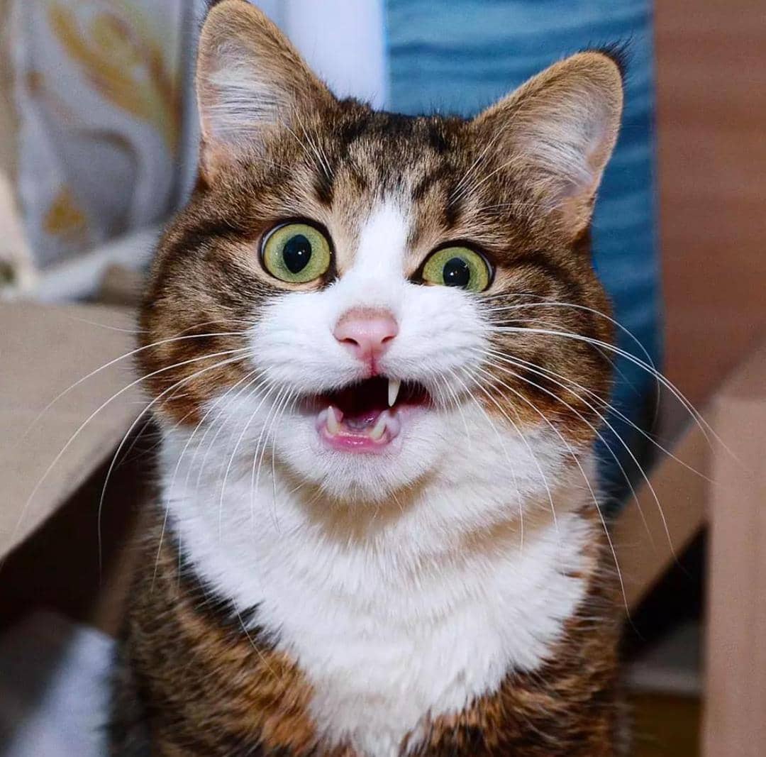 instagram.com/rexiecat