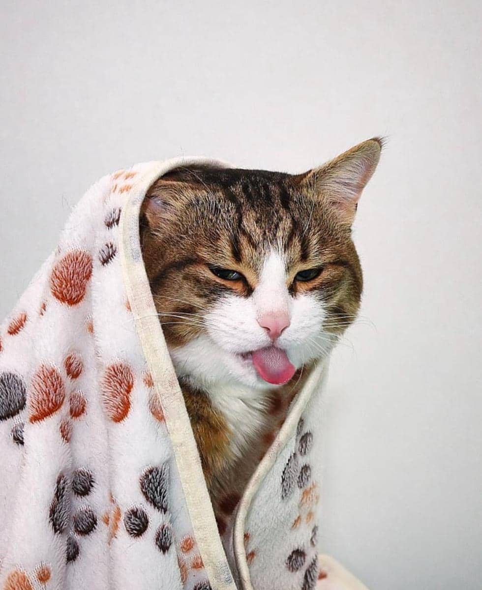 instagram.com/rexiecat