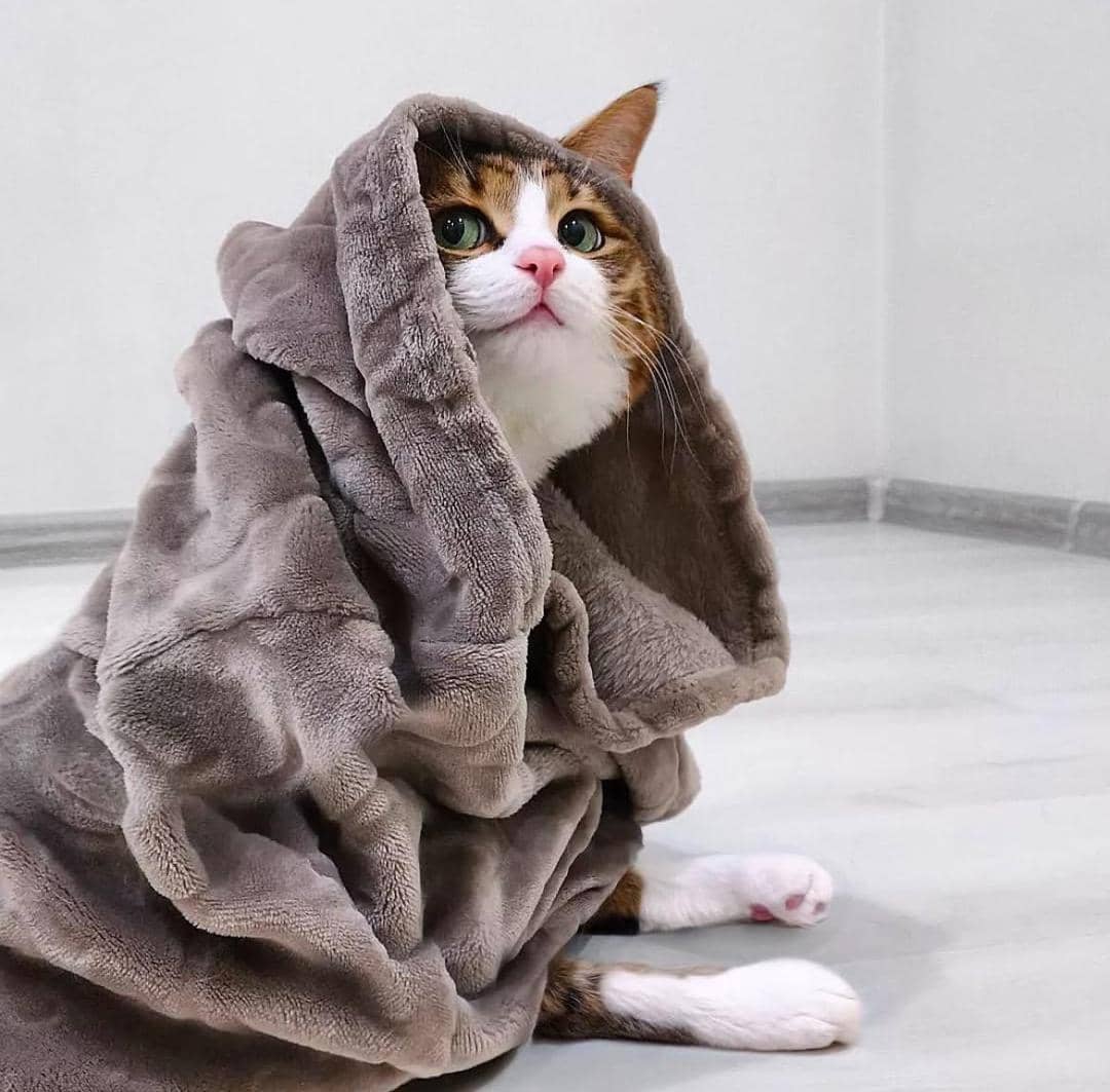 instagram.com/rexiecat