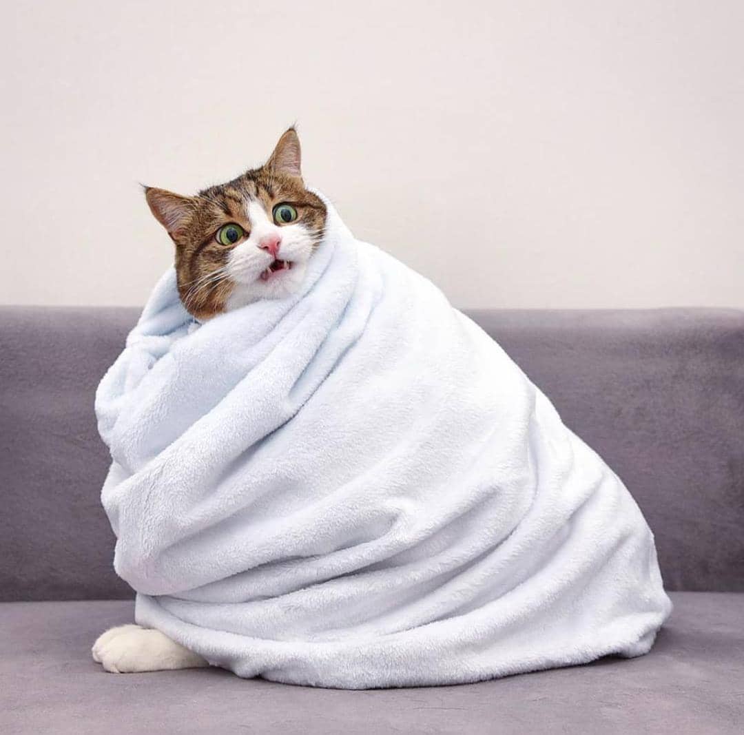 instagram.com/rexiecat