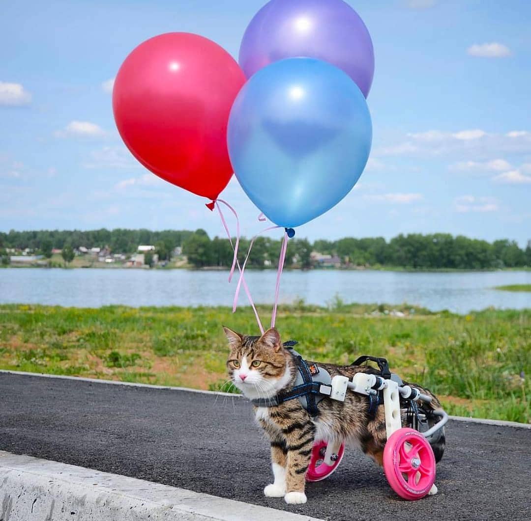 instagram.com/rexiecat