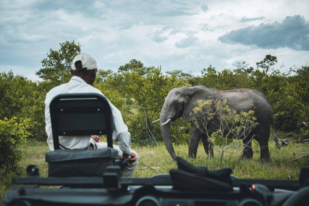 Great Limpopo Transfrontier Park (unsplash.com/Sebastian Canaves)