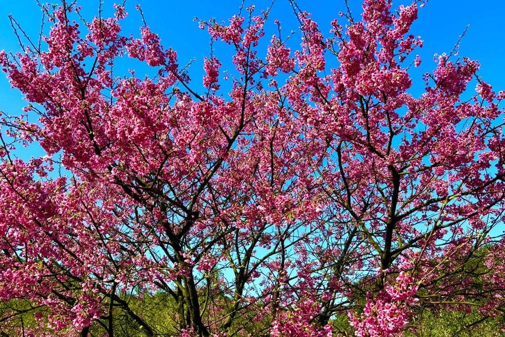 Popbela.com/Niken Ari