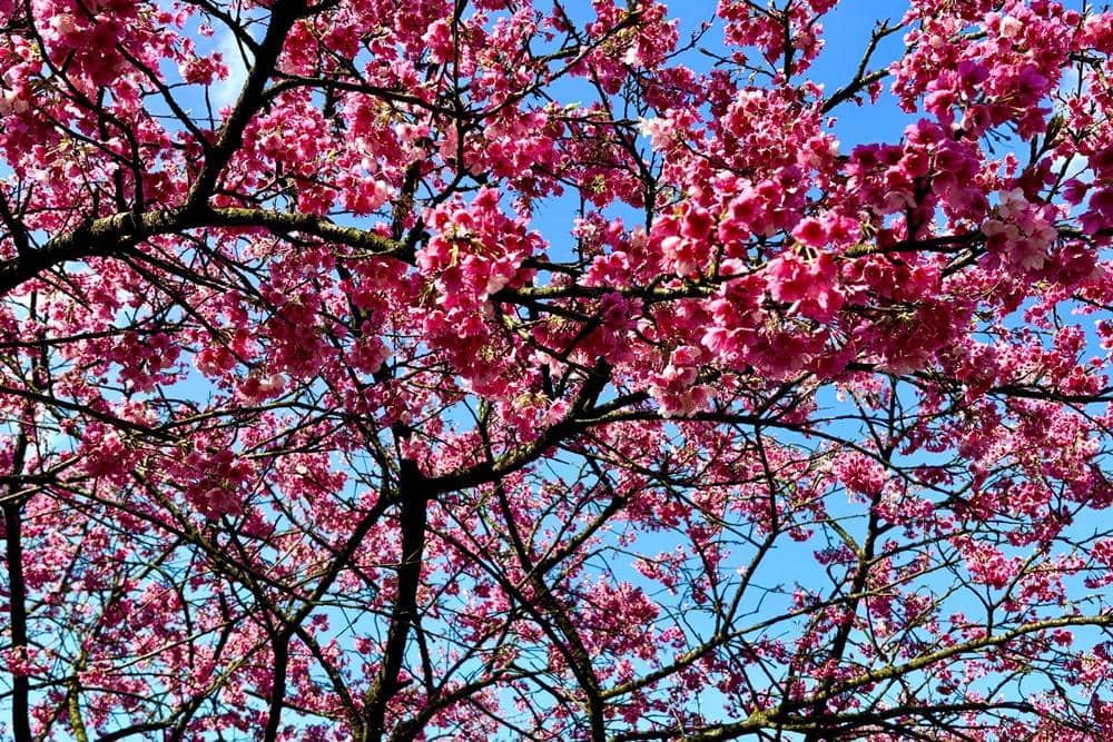 Popbela.com/Niken Ari