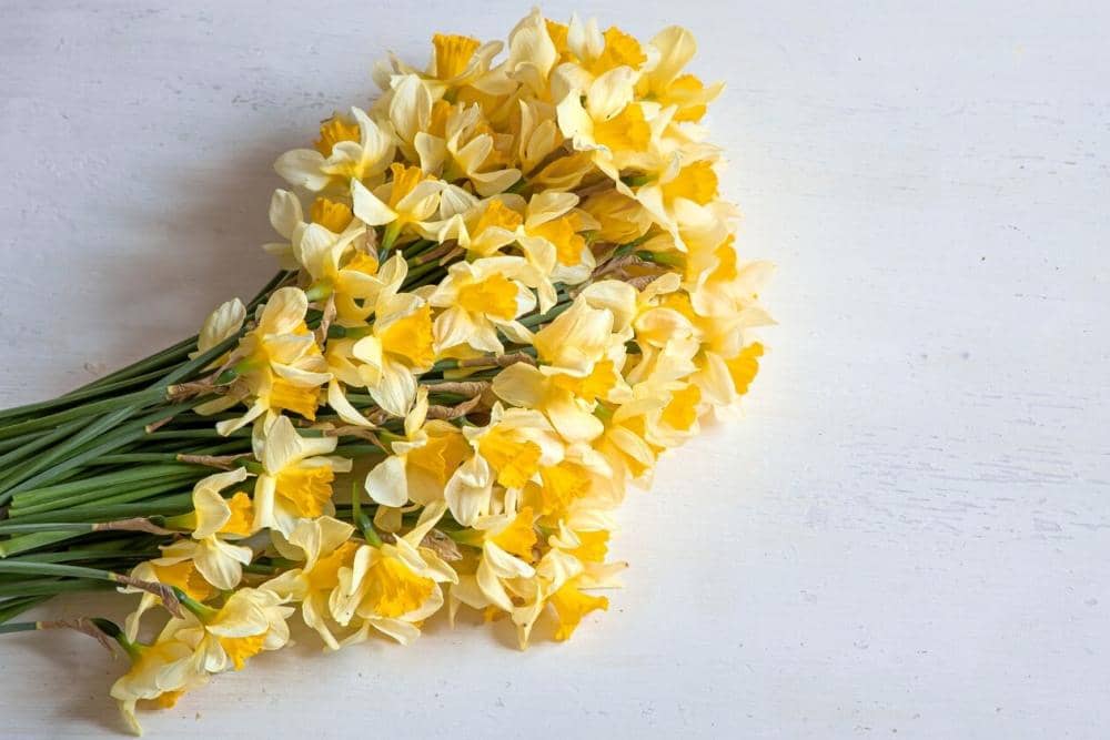 Freepik.com/pvproductions