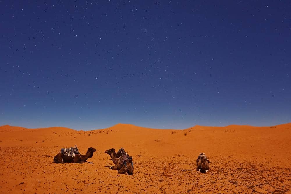 Freepik.com/Oleksandr Ryzhkov