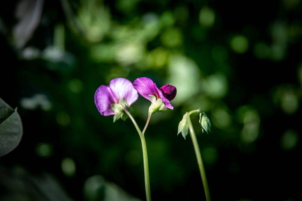 Pexels.com/Magda Ehlers