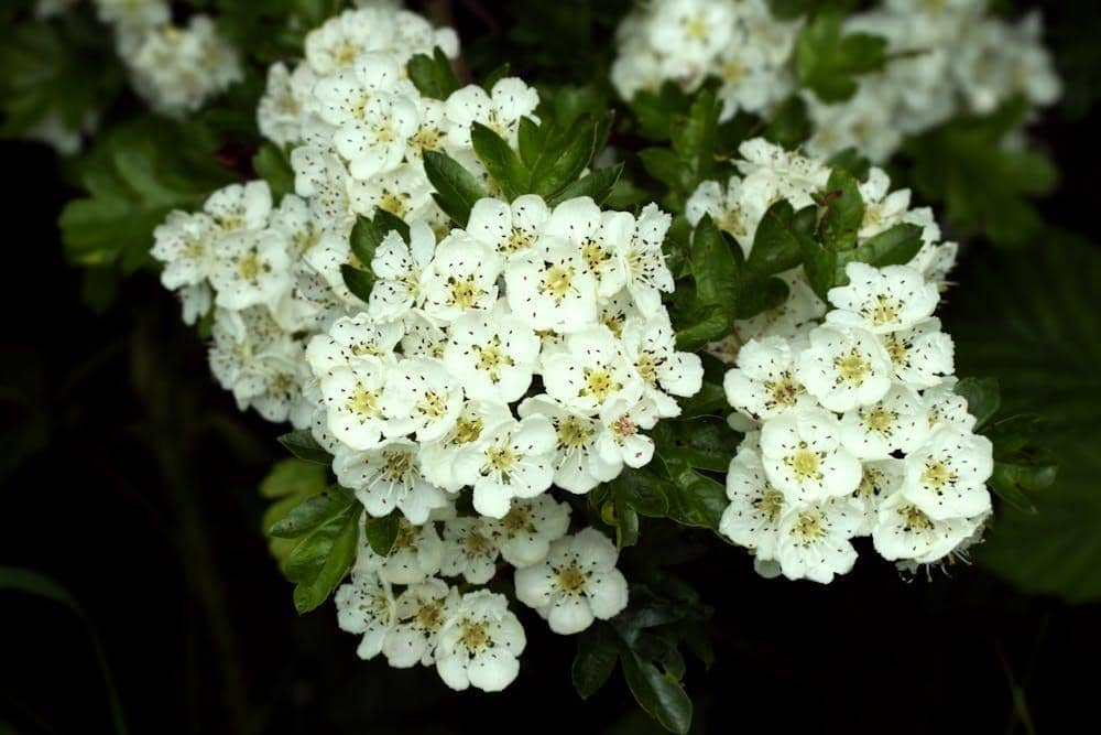 Pexels com/Phil Mitchell