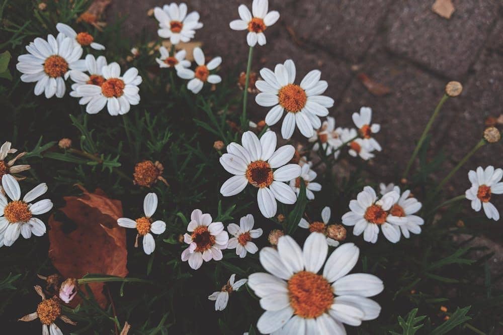 Pexels com/Valeriia Miller